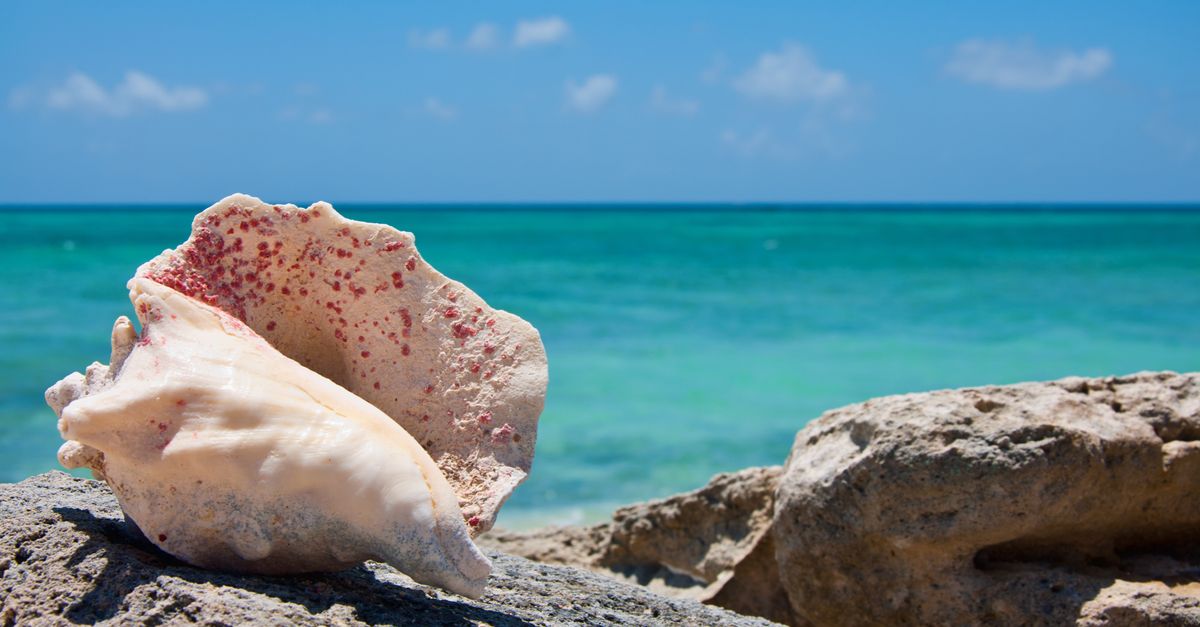 A conch shell on the rocky shore with a clear blue sea background in Cockburn Town.