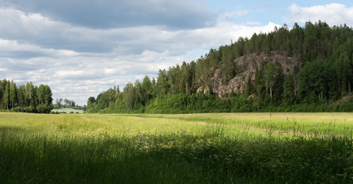 Serene view of a green meadow bordered by a forest under a cloudy sky in Finland.
