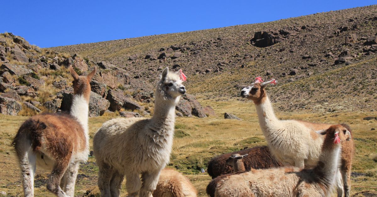 A serene scene of alpacas peacefully grazing on a grassy hillside in Chivay, Arequipa, Perú on a sunny day.