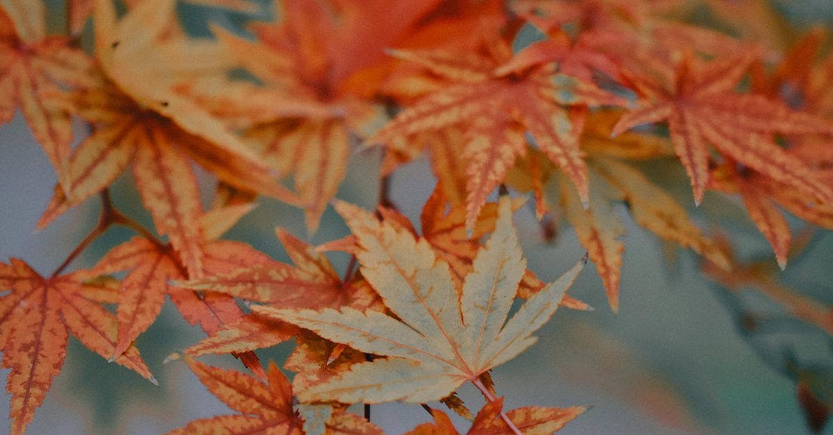 Closeup of vibrant orange and yellow autumn leaves, showcasing natural beauty.