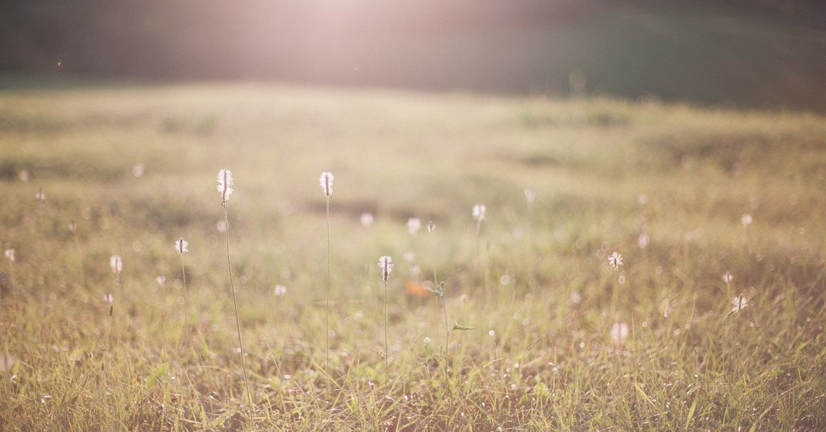 Picturesque landscape of dry grassy meadow with plants in sunny summer morning in nature