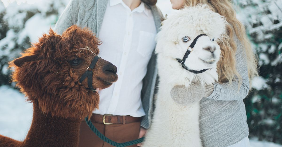 A couple embracing alpacas in a snowy winter setting, showcasing warm affection.